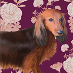 DACHSHUND