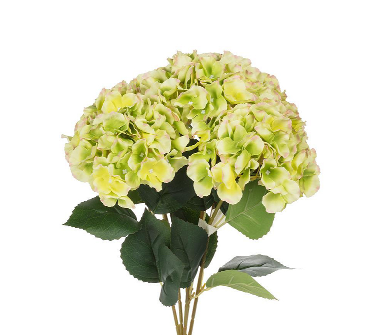 HYDRANGEA