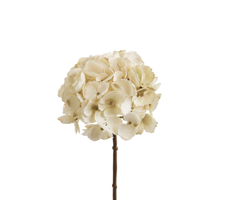 HYDRANGEA