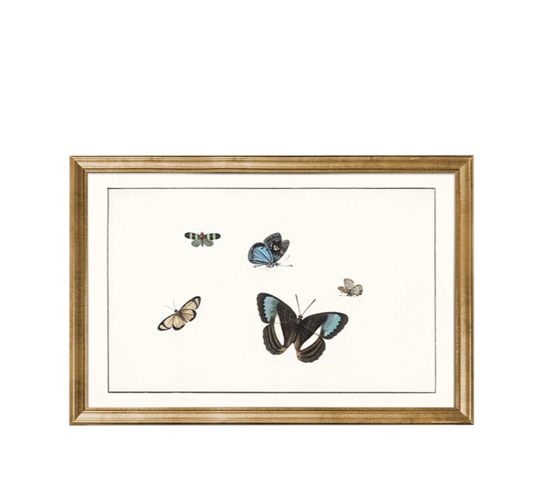 BUTTERFLY STUDY