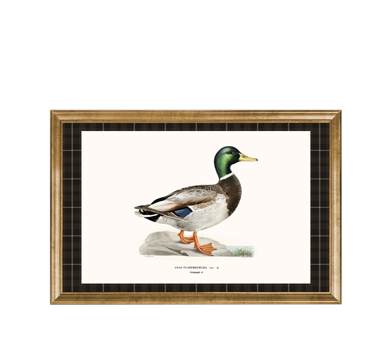 MALLARD STUDY