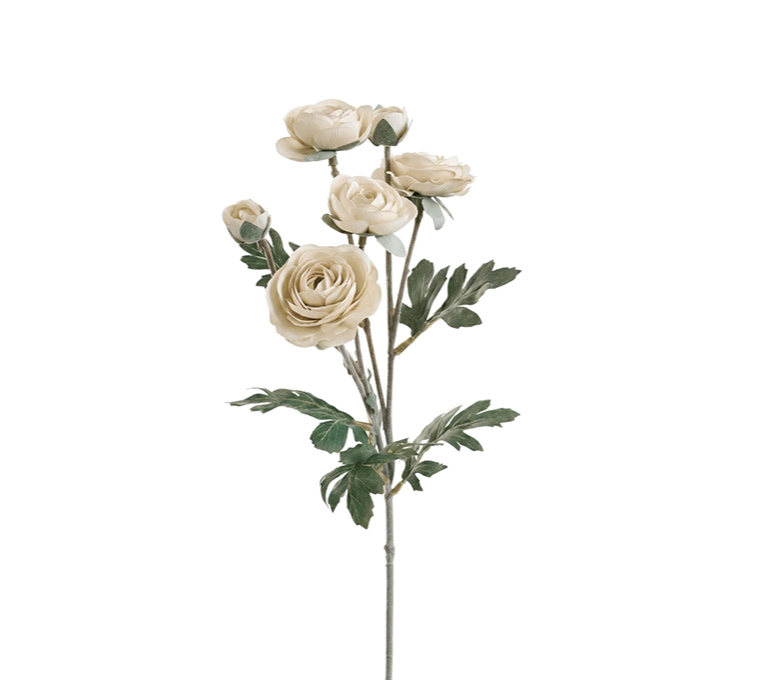 RANONCULUS 