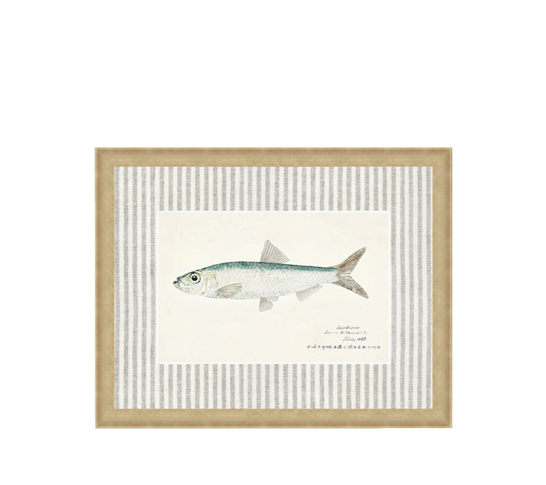 SOUTHERN SARDINE